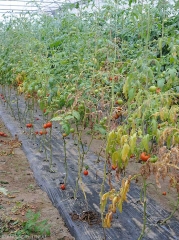 The lower leaves of badly affected plants show early senescence and desiccation.  Fruit size and yields are reduced.  <b><i>Meloidogyne</i> spp.</b> (root-knot nematodes)