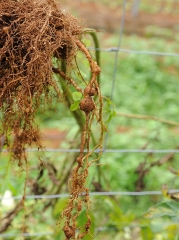 The size of the galls caused by <b><i>Meloidogyne</i> spp.</b> is sometimes large.  It fluctuates in particular according to the species.  (root-knot nematodes)