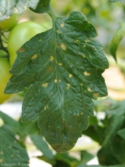 Weathered leaf tissue eventually breaks down and falls off, with tomato leaflets becoming partially riddled.  (under shelter).  <i><b>Stemphylium solani</b> </i>(stemphyliosis)
