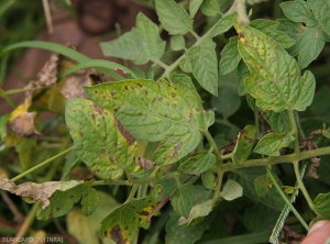 The spots on tomato leaflets are small, brownish and dull, and the center gradually lightens to take on a beige color in time (in the field).  <i><b>Stemphylium solani</b> </i>(stemphyliosis)