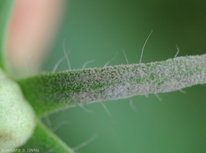 Detail of the olive brown sporulation gradually formed by <i><b>Passalora fulva</b></i> on this tomato fruit sepal.  (<i>Mycovellosiella fulva</i> or <i>Fulvia fulva</i>) (cladosporiosis, leaf mould).