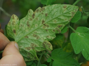 The diffuse and yellowish spots located under the blade reveal the presence of a superficial olive brown velvety.  <i><b>Passalora fulva</b></i> (<i>Mycovellosiella fulva</i> or <i>Fulvia fulva</i>) (cladosporiosis, leaf mold)