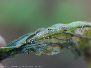 Young white micro sclerotia are developing on this rotten cabbage leaf.  <i>Rhizoctonia solani</i> (Leaf Rhizoctonia - web-blight)