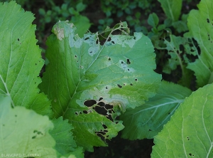 Rather extensive lesions are visible on this cabbage leaf whose tender tissues have rotted.  They are first moist, then livid, and take on a gray-green color as they become necrotic.  Locally, the decomposed leaf blade has fallen giving it a partially riddled appearance.  (<i>Rhizoctinia solani</i>)