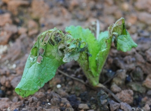 Leaf rot on a young Chinese cabbage plant.  <i>Rhizoctonia solani</i> (Leaf Rhizoctonia - web-blight)
