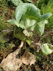The first leaves of this headed cabbage are completely altered and dried out.  Upper leaves show extensive, necrotic, brownish interveinal lesions.  <i>Rhizoctonia solani</i> (Leaf Rhizoctonia - web-blight)