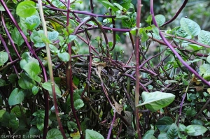 Many rotten leaves have disappeared on this foot of basel.  <i>Rhizoctonia solani</i> (Leaf Rhizoctonia - web-blight)