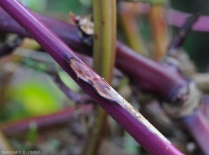 Two elliptical and contiguous spots are visible on this basella stem.  <i>Rhizoctonia solani</i> (Leaf Rhizoctonia - web-blight)
