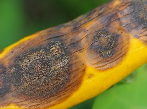 Detail of tiny structures produced by a <i>Colletotrichum</i> sp.  well developed on fruit lesions.  (anthracnose)