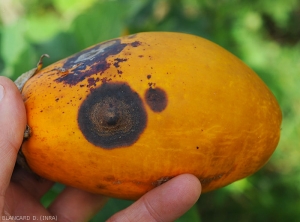 Detail of a large anthracnose lesion on eggplant fruit.  Note the presence of tiny, concentrically distributed salmon mucous clumps.  <i>Colletotrichum</i> sp.