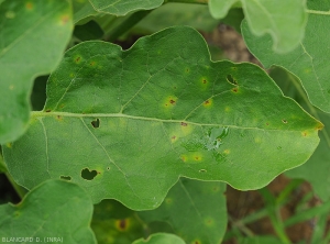 A few discreet small chlorotic lesions with a necrotic center dot several leaves of this eggplant plant.  <i>Colletotrichum</i> sp.  (anthracnose)