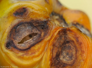 Detail of large lesions on fruit induced by <i>Colletotrichum</i> sp.  in the tropics.  (anthracnose)