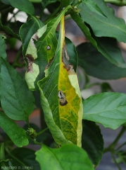 Some spots are rather extensive, the plant tissues in the center of the latter lighten and take on a gray tint, dry out and split.  A large sector of the leaf blade has turned yellow.  <i>Colletotrichum</i> sp.  (anthracnose)