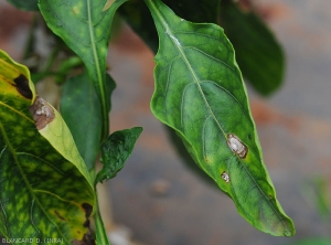 A few spots are irregular in shape, grayish in color with a dark brown border.  <i>Colletotrichum</i> sp.  (anthracnose)