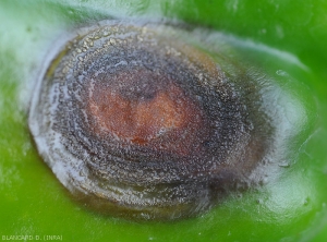 Numerous acervuli more or less distributed in a concentric fashion line this circular lesion on green pepper fruit.  <i>Colletotrichum</i> sp.  (anthracnose)