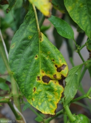 On this pepper leaf, the spots are wetter, irregular and surrounded by a fairly marked yellow halo.  <i>Colletotrichum</i> sp.  (anthracnose)