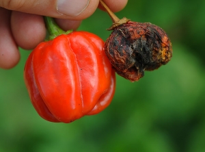 Healthy chilli fruit (left) and fruit completely affected by <i>Colletotrichum</i> sp.  (to the right).  (anthracnose)