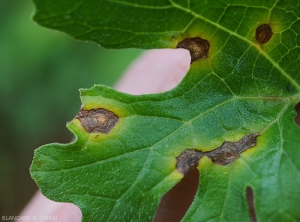 Detail of some stains on zucchini leaf;  they are brown, necrotic, lighter in their center, with a yellow tint of the limbus on the periphery of the lesions.  <i><b>Colletotrichum orbiculare</b></i> (anthracnose)