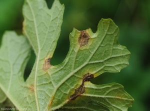 Appearance of spots on the underside of the lamina of a courgette leaf.  Note the rib tracing of certain spots.  <i><b>Colletotrichum orbiculare</b></i> (anthracnose)