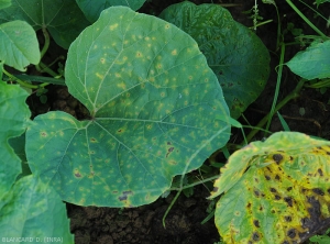 This calabash leaf is covered with young lesions of anthracnose.  They are small, chlorotic, even necrotic.  <i><b>Colletotrichum orbiculare</b></i> (anthracnose)