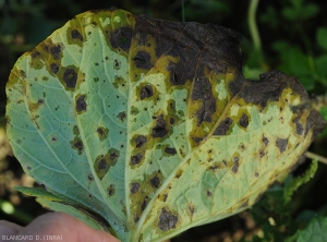 Appearance of the spots on the underside of the calabash leaf.  Note the greasy nature of the lamina and its partial yellowing.  <i><b>Colletotrichum orbiculare</b></i> (anthracnose)