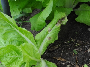 On this cabbage leaf, the Alternaria lesions still have a moist to greasy appearance on the periphery.  The central necrotic tissues have taken on a brownish to beige tint, and are progressively splitting.  <i>Alternaria brassicicola</i> (early blight)