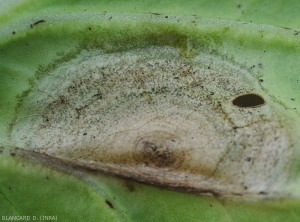 The spots are rather circular, revealing a more or less marked yellow halo.  Some have developed along the edge of the blade of this cabbage leaf.  <i>Alternaria brassicicola</i> (early blight)