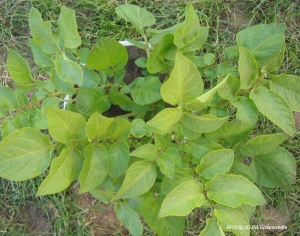 Sulfur-deficient on potato plant with chlorotic foliage