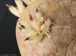 Necrotic and black tips on the sprouts of a potato tuber due to calcium deficiency