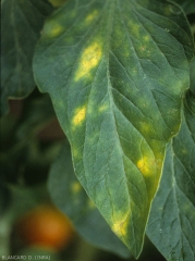 A few bright yellow spots, sometimes angular, dot this tomato leaflet.  <b><i>Leveillula taurica</i></b> (internal powdery mildew, powdery mildew)