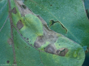 Detail of brown lesions with concentric patterns, a rather diffuse chlorotic halo;  the altered tissues eventually rupture and split.  <i><b>Alternaria beringelae</b></i> (ex <i>Alternaria solani</i>, early blight)