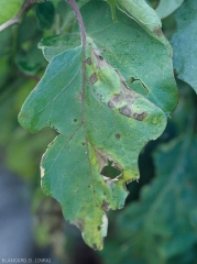 On this leaf, the brown spots show little marked concentric rings, a rather diffuse chlorotic halo;  the altered tissues eventually rupture and split.  <i><b>Alternaria beringelae</b></i> (ex <i>Alternaria solani</i>, early blight)