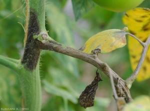 Extensive brown to blackish downy mildew lesion on tomato stem and petiole.  <b><i>Phytophthora infestans</i></b> (downy mildew)