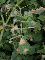 Several large, initially oily and blackish, now necrotic spots are clearly visible on the leaflets of this tomato leaf.  <b><i>Phytophthora infestans</i></b> (downy mildew)