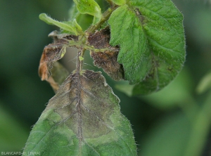 Several young tomato leaflets from this apex are oily, livid, or even blackish and necrotic.  <b><i>Phytophthora infestans</i></b> (downy mildew)