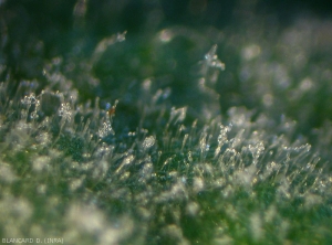 Appearance under binocular microscope of sporulation of <b><i>Oidium neolycopersici</i></b> on tomato leaflet.  Note the numerous erect conidiophores producing hyaline conidia in chains.  <b>Oidium (powdery mildew)</b>