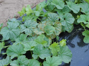 Greasy brown to black spots dot the blades of several melon leaves.  <b><i>Pseudoperonospora cubensis</i></b> (downy mildew)