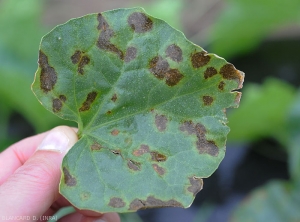 The brown to black greasy spots are circular to angular if they are delimited by the veins, a more or less marked chlorotic halo borders them.  <b><i>Pseudoperonospora cubensis</i></b> (downy mildew)