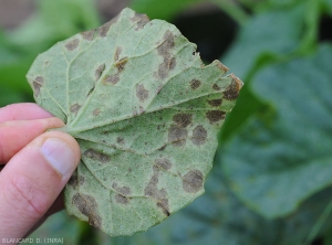 On the underside of the blade the spots have a more livid hue.  <b><i>Pseudoperonospora cubensis</i></b> (downy mildew)