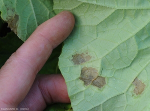Dried down mildew spots observed under the blade of a melon leaf.  (<i>Pseudoperonospora cubensis</i>) (downy mildew)