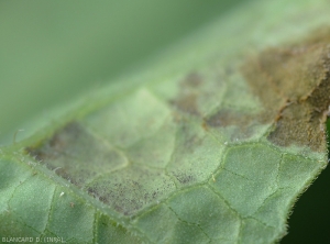 Numerous sporangiophores bearing sporangia make up the greyish to mauve down visible on the underside of the blade of this melon leaf.  <i><b>Pseudoperonospora cubensis</b></i> (downy mildew)