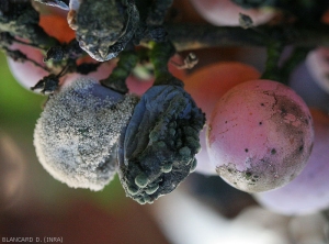 Botrytis berries on the left, affected by <b><i>Cladosporium</i> </b> sp.  in the center right, and soiled by the latter on the right.