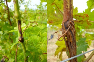 More or less advanced symptoms of white burp on a branch in the vineyard (classic lesion on a branch on the left, canker lesion on the right).   <i><b> Pilidiella diplodiella </b></i> (white rot)