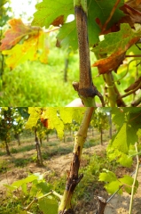 Other aspects of more or less advanced symptoms of white burp on a branch in the vineyard (classic lesion on a branch located at the top, canker lesion at the bottom).   <i><b> Pilidiella diplodiella </b></i> (white rot)