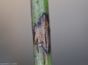 Young canker lying on a green twig.  The bark begins to split in places.   <i><b> Pilidiella diplodiella </b></i> (white rot)