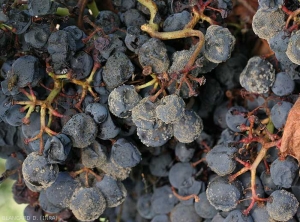 At the end of the season, the development of <b> <i> Botrytis cinerea </i> </b> on grape berries can be impressive!  All the berries eventually being covered by gray mold.