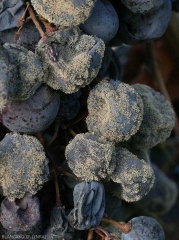 Many berries are now covered by the gray mold produced by <b> <i> Botrytis cinerea </i> </b>.
