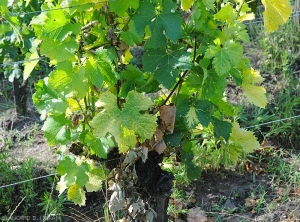 Leaf discolorations are more or less marked.  <i> Grapevine fan leaf virus </i> (GFLV) <b> short knotted </b>