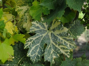 Yellowing beginning of veins on vine leaf.  <i> Grapevine fan leaf virus </i> (GFLV) (<b> short knotted </b>)