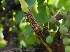 Vine branch surrounded for several centimeters by a large cracked canker lesion and more or less suberized.  <b> <i> Phomopsis viticola </i> </b>